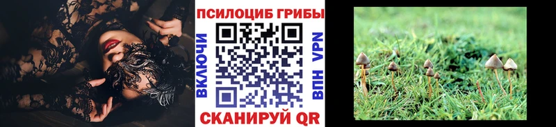 где купить наркоту  Чаплыгин  hydra зеркало  Псилоцибиновые грибы Psilocybine cubensis 